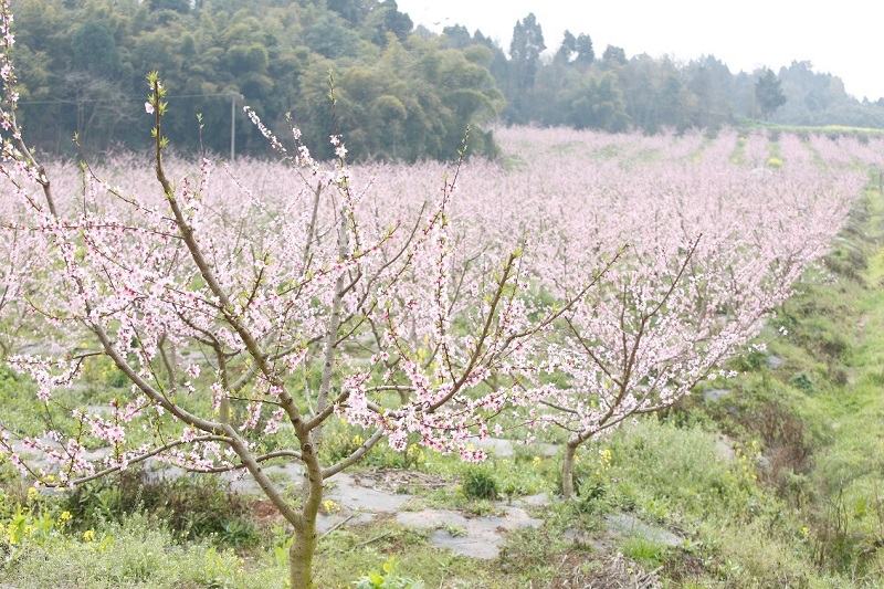 農(nóng)業(yè)CEO平臺負(fù)責(zé)簡陽市生豬種養(yǎng)循環(huán)現(xiàn)代農(nóng)業(yè)園區(qū)申報(bào)一站式服務(wù)